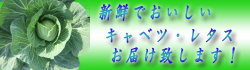 株式会社赤穂商店玉レタス白菜販売紹介